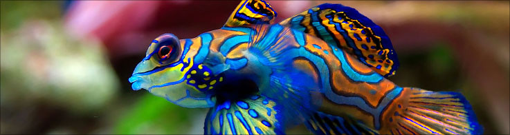 Poisson d'avril